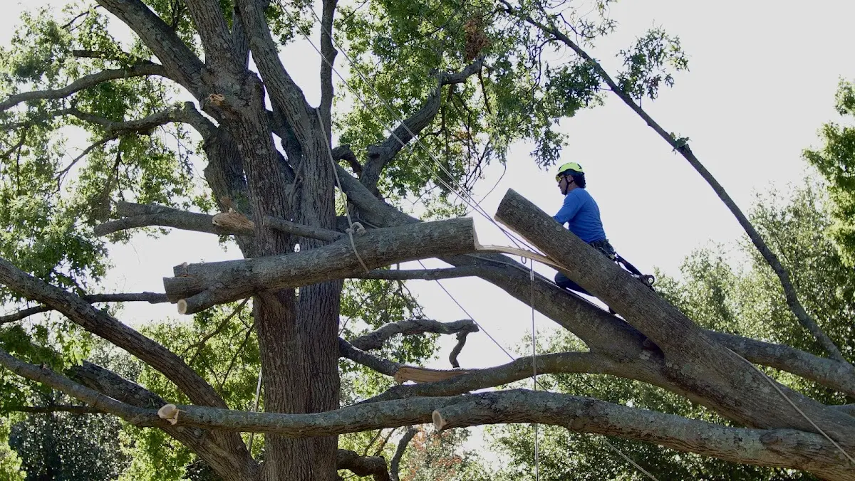 Professional Crown Thinning performed by certified arborists in White Castle
